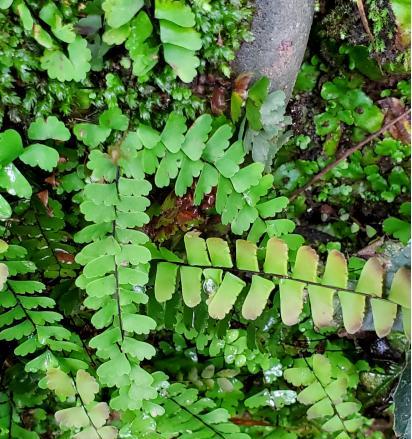 常见蕨类植物的分类与特点（探秘丰富多彩的蕨类植物世界）