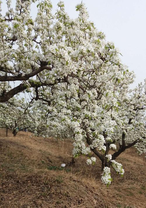 梨花盛开的季节（花开满园，春意盎然）