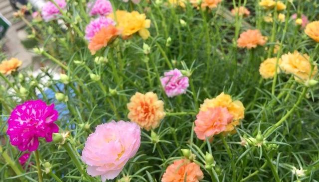 打造绚烂夏日，重瓣太阳花养护指南（夏日必备之花，如何让重瓣太阳花更加绚丽）