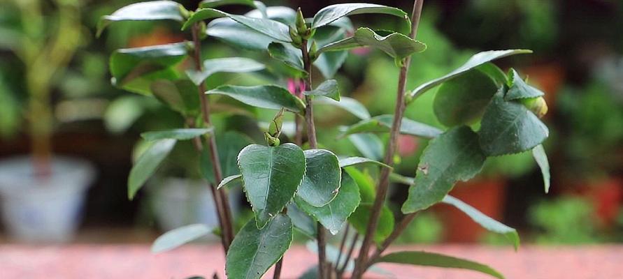 如何正确养护茶花树？（让你的茶花树长得更加茂盛和美丽）