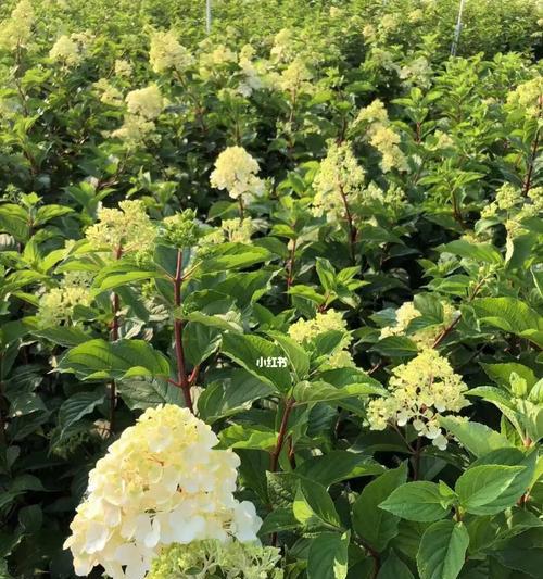 香草草莓绣球养殖指南（从选择品种到病虫害防治，全面解读香草草莓绣球的种植秘籍）