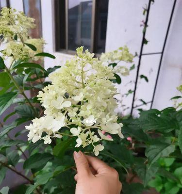 香草草莓绣球养殖指南（从选择品种到病虫害防治，全面解读香草草莓绣球的种植秘籍）