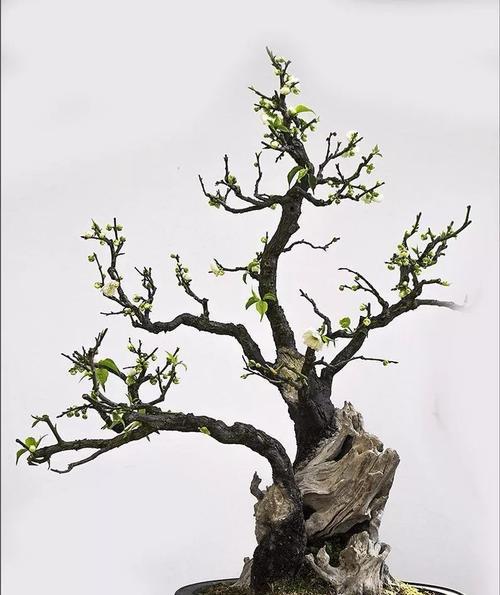 岁寒三友——松、竹、梅（中国文化中的“岁寒三友”之美）