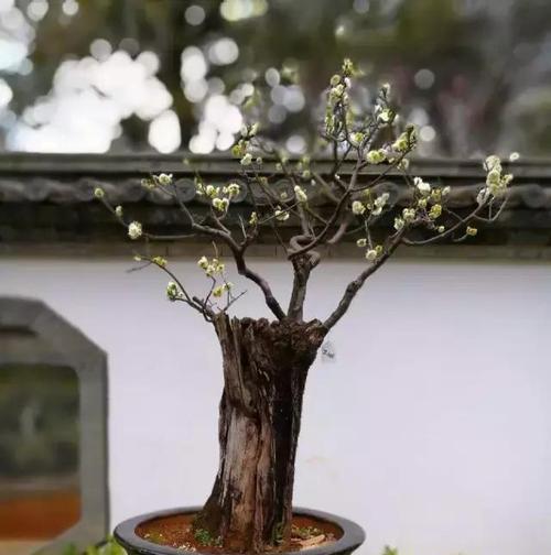 岁寒三友——松、竹、梅（中国文化中的“岁寒三友”之美）