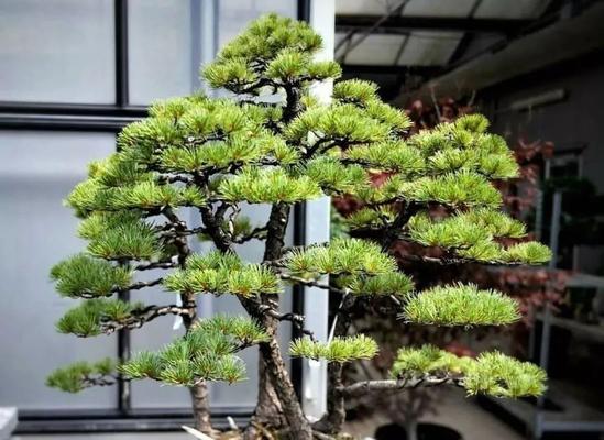 岁寒三友——松、竹、梅（中国文化中的“岁寒三友”之美）