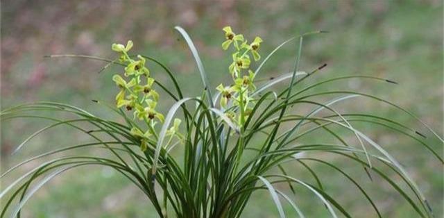 如何养护兰花草，让它焕发生机？（一份兰花草爱护指南，让你的兰花草栽种茁壮成长）