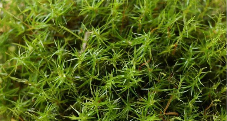苔藓植物——小小生命的奇妙世界（探秘苔藓植物的独特魅力和生命力）