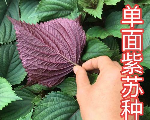 盆栽紫苏的种植技巧（让你的家中盆栽紫苏枝繁叶茂）