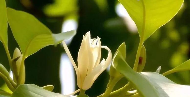 白兰花的生长与繁殖技巧（了解白兰花怕冷，打造适宜的生长环境）