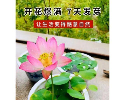 碗莲荷花种子种植方法（从选种到成活，让你轻松掌握种植技巧）