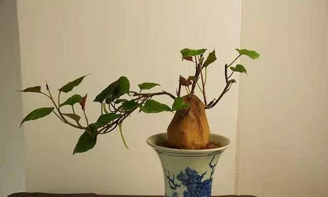 山石盆景的制作方法（打造自然美的盆景艺术）