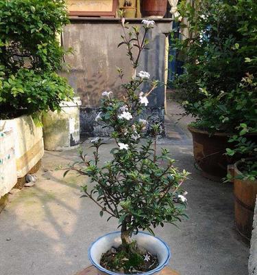 山石盆景的制作方法（打造自然美的盆景艺术）