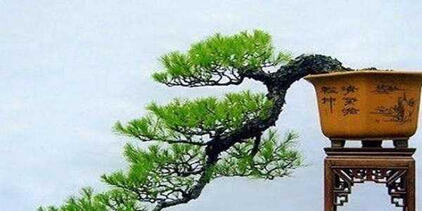 山石盆景的制作方法（打造自然美的盆景艺术）