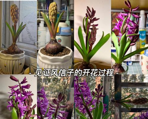 品味春天的香气——风信子花期（带你了解风信子的开花特点及欣赏技巧）