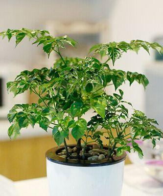 如何选择适合办公桌的绿植？（让绿色陪伴你的办公时间/办公桌绿植的选择和养护）