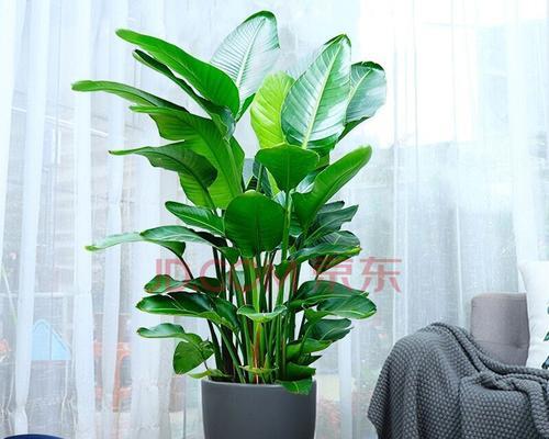 如何选择适合办公桌的绿植？（让绿色陪伴你的办公时间/办公桌绿植的选择和养护）