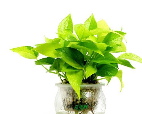 办公室不可错过的水培植物（适合办公室环境的8种水培植物）
