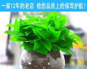 办公室不可错过的水培植物（适合办公室环境的8种水培植物）