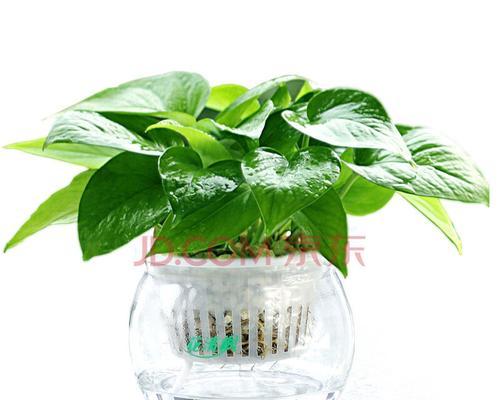办公室不可错过的水培植物（适合办公室环境的8种水培植物）