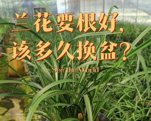 兰花产地的养殖技巧（兰花产地哪里的好养？如何正确养护？）