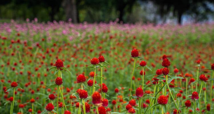 千日红种植指南（打造美丽花坛，从千日红开始）