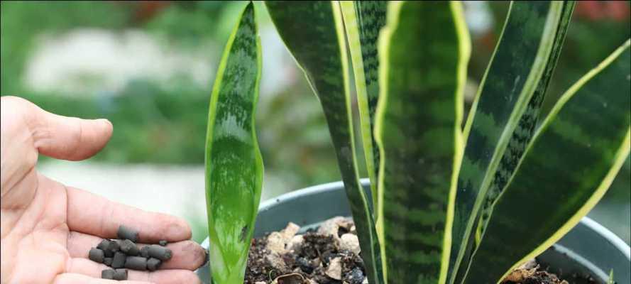 虎皮兰的养护秘诀（打造美丽健康的绿色植物生活）