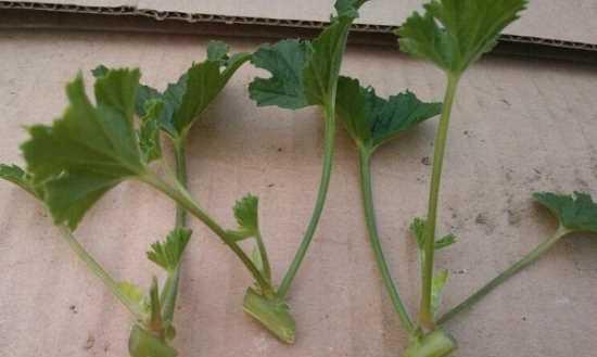 天竺葵水扦插技巧（教你轻松繁殖天竺葵，让家里更美！）