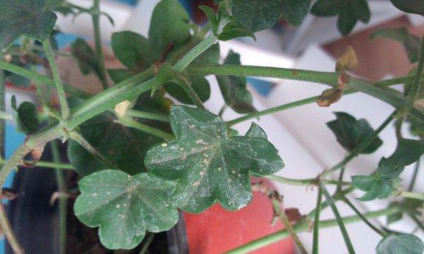 天竺葵水扦插技巧（教你轻松繁殖天竺葵，让家里更美！）