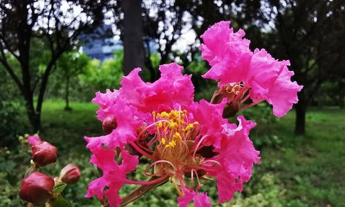 十二月的花——寒冬中的美丽（描绘十二月的花朵特点和魅力）