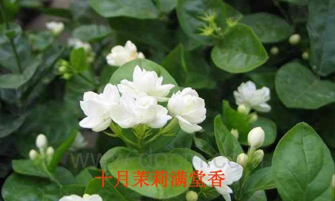 十二月的花——寒冬中的美丽（描绘十二月的花朵特点和魅力）