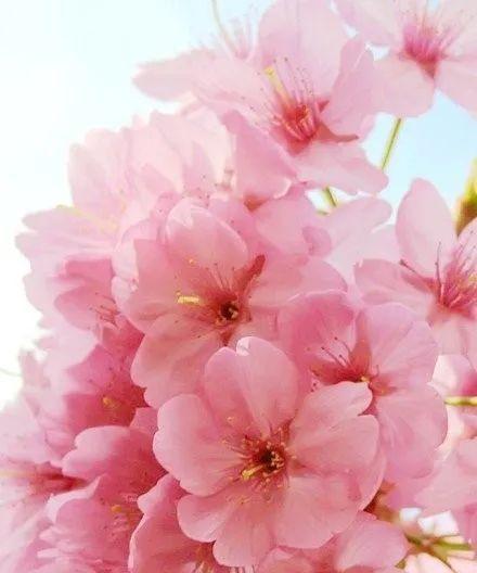 十二月的花——寒冬中的美丽（描绘十二月的花朵特点和魅力）