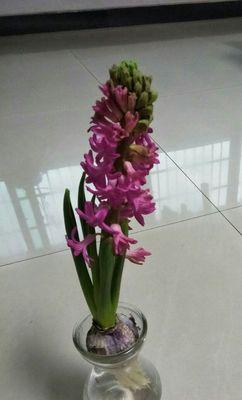 春天里的风信子开花奇观（花期长短、品种多样，你了解吗？）
