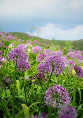 高原花的种类大全（探索高原草原上的鲜花，发现它们的奇妙之处）