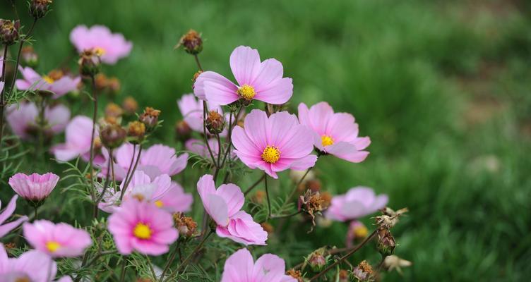 高原花的种类大全（探索高原草原上的鲜花，发现它们的奇妙之处）