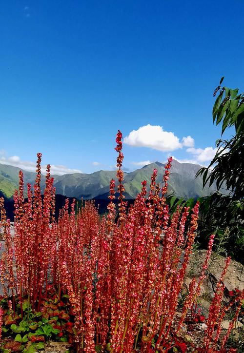 高原花的种类大全（探索高原草原上的鲜花，发现它们的奇妙之处）