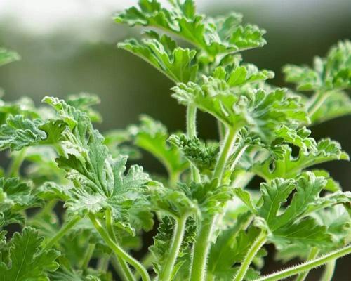 室内养驱蚊植物（让家居环境更加宜人）