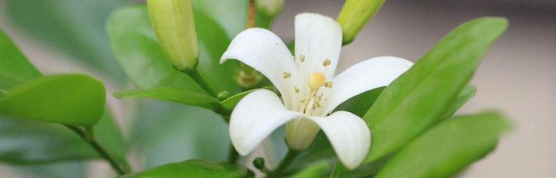 九里香花的养护技巧（打造美丽花园的必备知识）