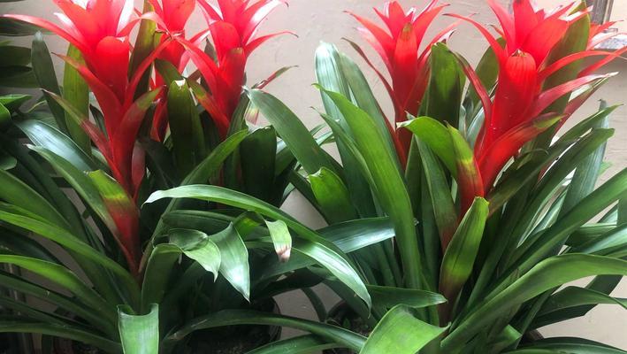 鸿运当头侧芽的剪枝技巧（打造丰硕果实的关键步骤）