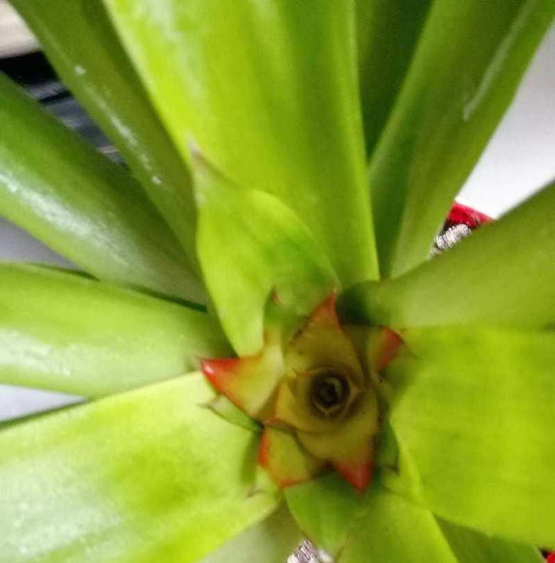 鸿运当头侧芽的剪枝技巧（打造丰硕果实的关键步骤）