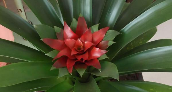 鸿运当头侧芽的剪枝技巧（打造丰硕果实的关键步骤）