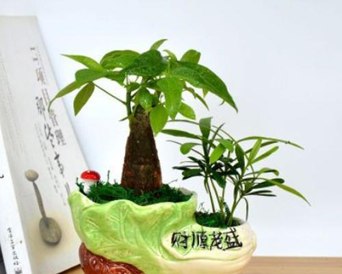 如何养好发财树盆栽盆景（打造绿色家居福气满满）