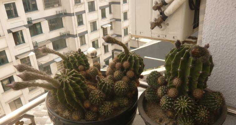 如何养护金琥仙人球（打造高颜值的多肉植物园，从琥仙球开始）