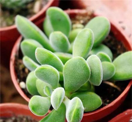 多肉普货花园，品类全面展示（探索多肉世界，解读普货魅力）