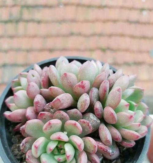 多肉普货花园，品类全面展示（探索多肉世界，解读普货魅力）