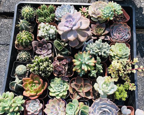 多肉普货花园，品类全面展示（探索多肉世界，解读普货魅力）