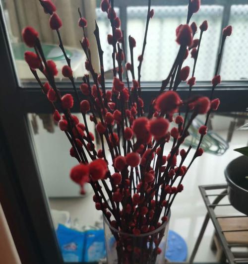 银柳的养殖方式——水培还是干养？（分析银柳的特点，探讨最佳养殖方式）