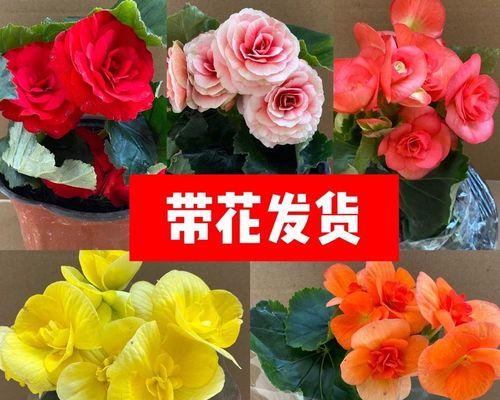 格丽海棠花的养殖方法（打造美丽花园，学习格丽海棠花的种植技巧）