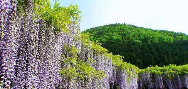 紫藤开花季节剖析（绽放美丽的紫色花朵）