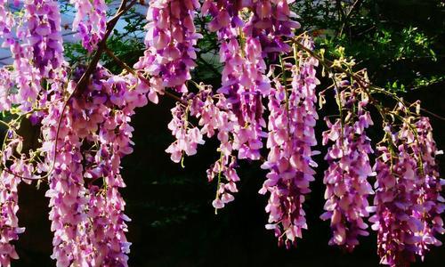 紫藤开花季节剖析（绽放美丽的紫色花朵）