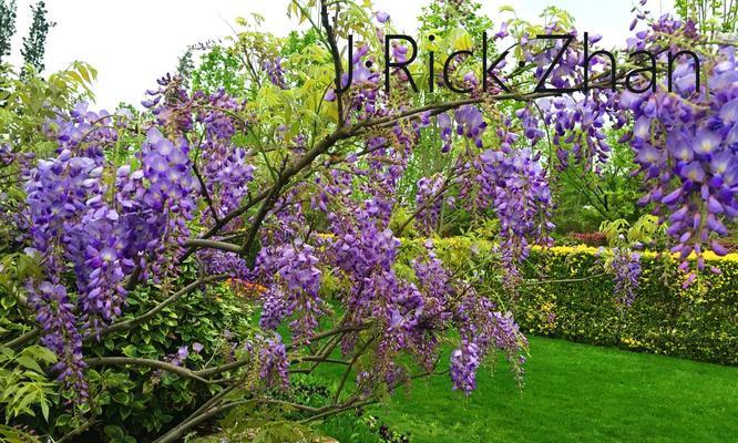 紫藤树的种植及适应环境（掌握紫藤树的生长习性，打造理想的观赏环境）